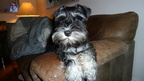 Billeder af Hund