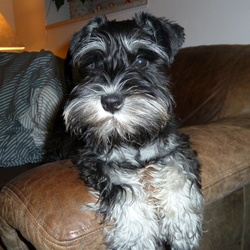 Billeder af Hund
